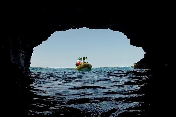 Small Group Snorkeling Expedition South Kona - What Wildlife Chances Actually Look Like
