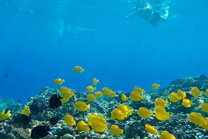 Small Group Snorkeling Expedition South Kona - Meeting Point and Timing: Plan Your Morning Around the 8:30 Start