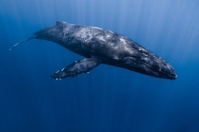 Small Group Whale Watching in Kona Hawaii - Where you’ll start: Kona harbor check-in at 74-380 Kealakehe Pkwy