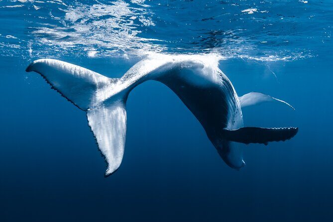 Small Group Whale Watching in Kona Hawaii - Guides who prioritize comfort and careful whale viewing