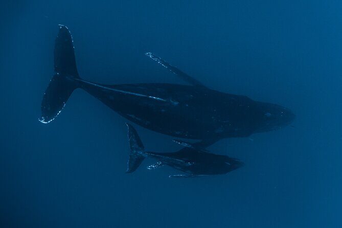 Small Group Whale Watching in Kona Hawaii - Price and value: $140 for a focused, small-group watch