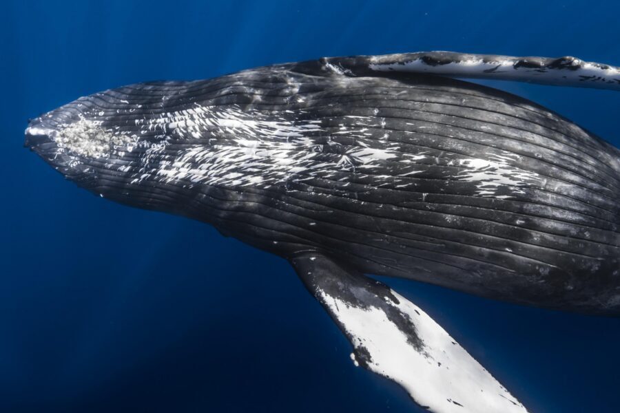 Small Group Whale Watching in Kona Hawaii - Who this whale watch suits best in Kona