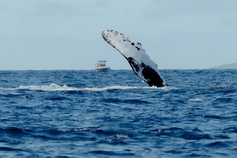 Small Group Whale Watching in Kona Hawaii - Can you pair it with more ocean time?