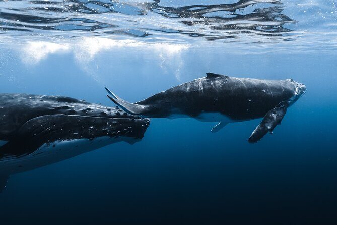 Small Group Whale Watching in Kona Hawaii - What you can realistically spot off Kona’s coast