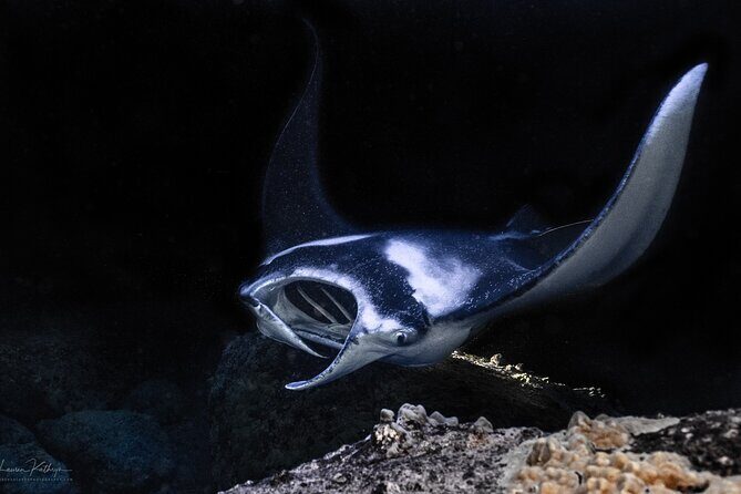 Snorkel With Giant Manta Rays In Kailua Kona - Key points before you go