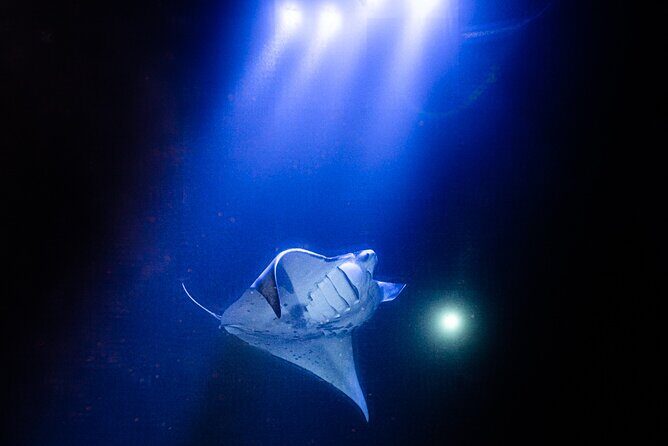Snorkel With Giant Manta Rays In Kailua Kona - Price and what you’re truly paying for