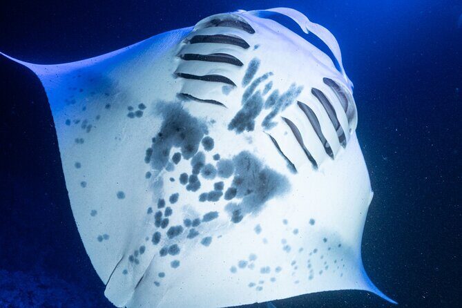 Snorkel With Giant Manta Rays In Kailua Kona - Your in-water setup: the light board approach