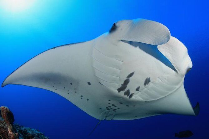 Snorkel with Manta Rays Guaranteed - Sunset Sail on the Hokulani to Manta Ray Village