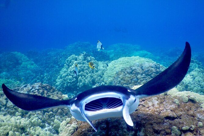 Sunset and Manta Ray Snorkel Adventure - Should You Book This Manta Ray Sunset Adventure?