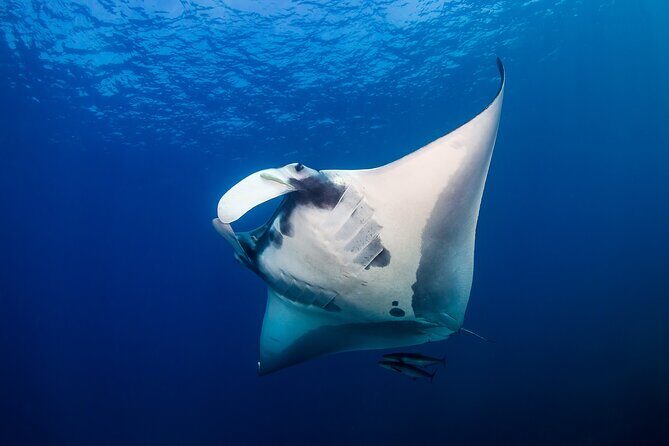 Sunset Cruise & Manta Night Snorkeling Charter - Key things I’d clock before you book