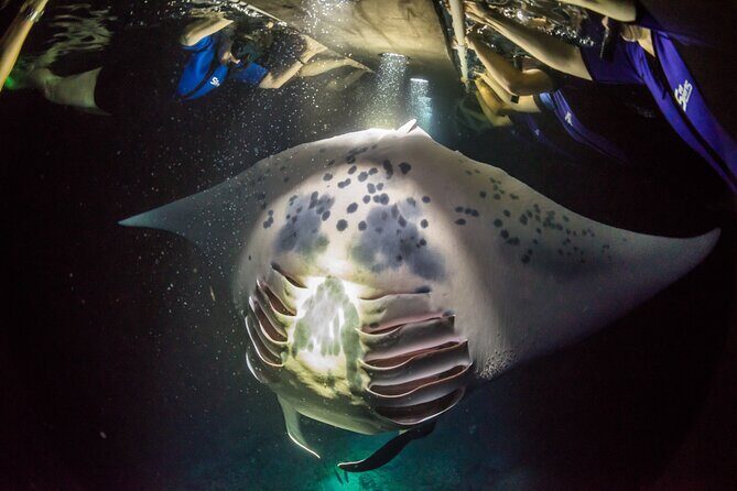 Sunset Cruise & Manta Night Snorkeling Charter - What night snorkeling feels like on this charter