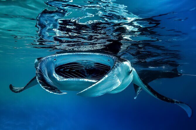 Sunset Cruise & Manta Night Snorkeling Charter - Comfort and small details that make a big difference