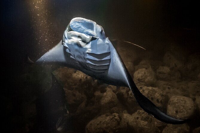 Sunset Cruise & Manta Night Snorkeling Charter - Price and value: $990 per group can be smart