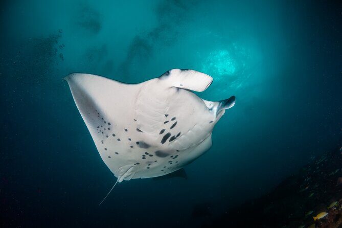 Sunset Cruise & Manta Night Snorkeling Charter - The flow of the evening: timing that keeps you from dragging