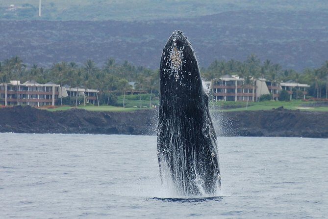 Sunset Cruise with the Whales on our Sailing Catamaran - Boarding and getting your best spot on deck