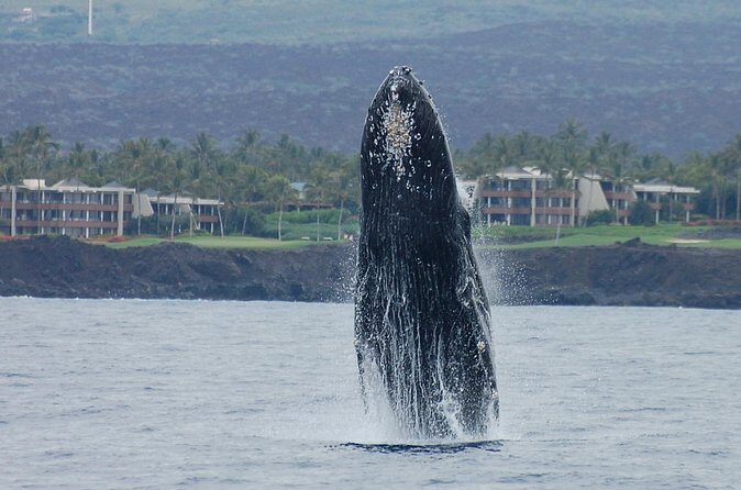 Sunset Cruise with the Whales on our Sailing Catamaran - Safety and whale rules: how they protect the humpbacks and your viewing