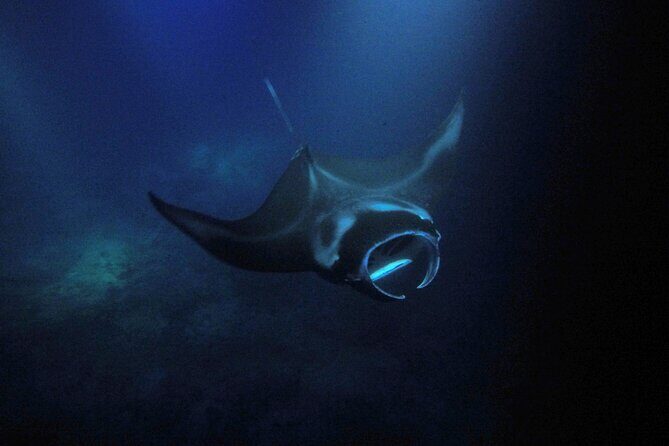 Sunset Manta Ray Tour in Kailua-Kona - What Snorkeling Feels Like in the Dark (and How Guides Help)