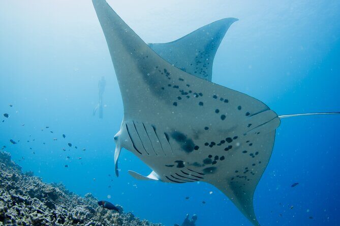 Sunset Manta Ray Tour in Kailua-Kona - The Itinerary Moment: Getting Into Garden Eel Cove / Manta Heaven