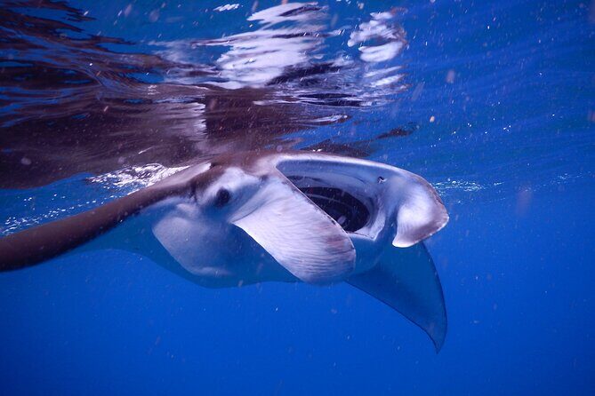 Sunset Manta Ray Tour in Kailua-Kona - Small Group Size: Better Views, Less Stress