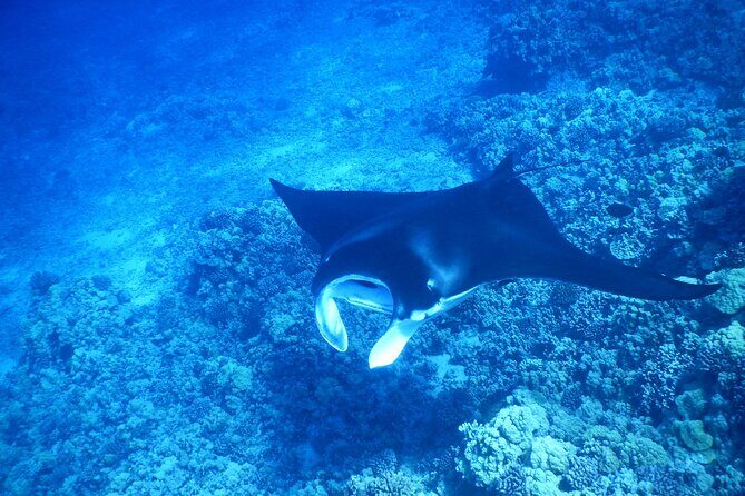 Sunset Manta Ray Tour in Kailua-Kona - Gear, Snacks, and the Little Comforts That Matter