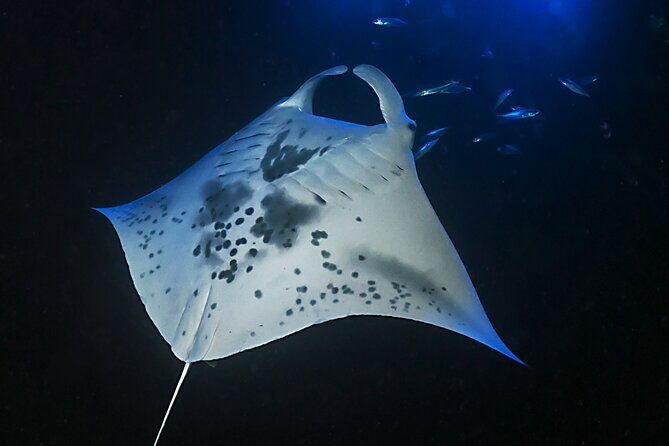 Sunset Manta Ray Tour in Kailua-Kona - Seasickness, Cold Water, and Weather: What You Should Actually Plan For