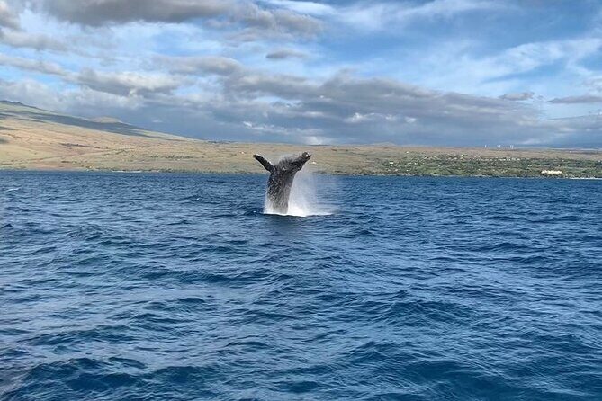 Sunset Whale Watching Shared Activity - Key things to know before you go