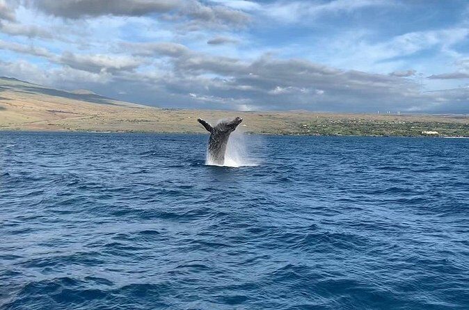 Sunset Whale Watching Shared Activity - Spotters, naturalists, and what the crew actually adds