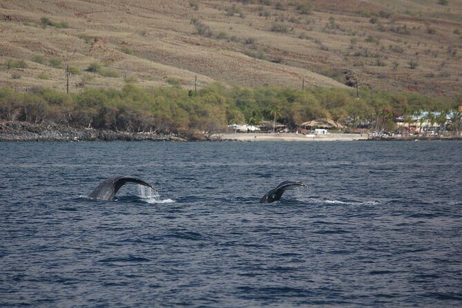 Sunset Whale Watching Shared Activity - Hydrophone moments: live whale sounds when conditions allow