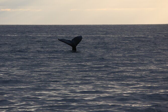 Sunset Whale Watching Shared Activity - Food, drinks, and comfort details that matter on a 2h 15m cruise