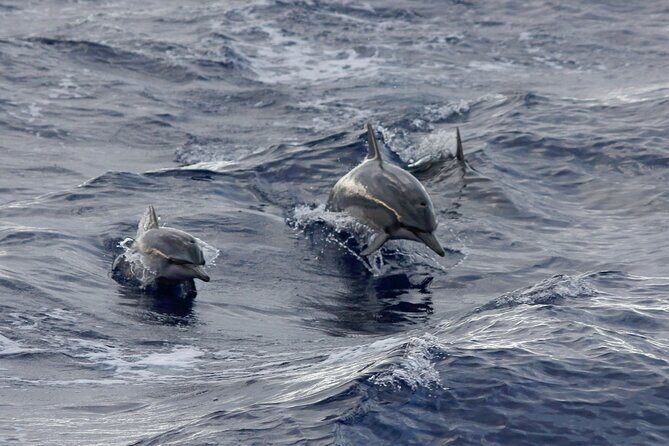 Sunset Whale Watching Shared Activity - Where you meet: Waimea/Kawaihae, not downtown Kailua-Kona