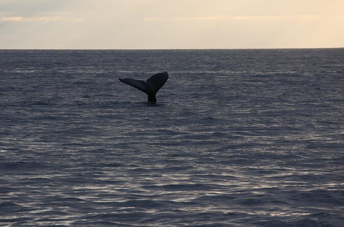 Sunset Whale Watching Shared Activity - What makes the sightings feel special (and what to expect)