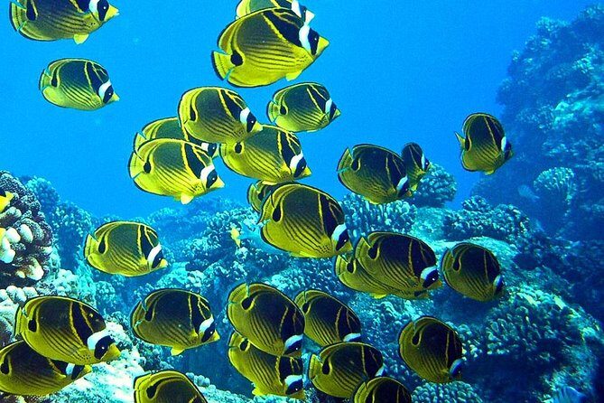 Tropical Reef & Wildlife Boat Snorkel Adventure - Key things that make this snorkel adventure worth your time
