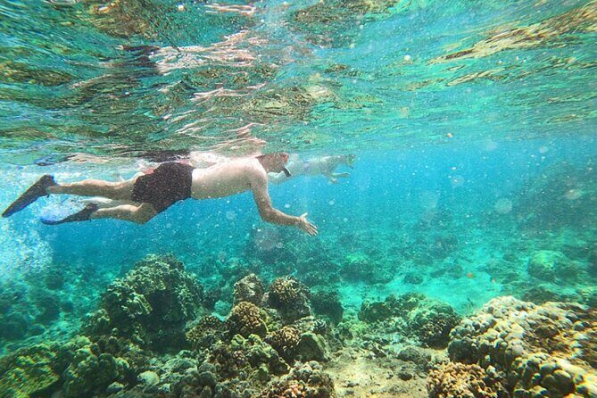 Tropical Reef & Wildlife Boat Snorkel Adventure - Cruising Hilo Bay: what the sail adds to the snorkeling