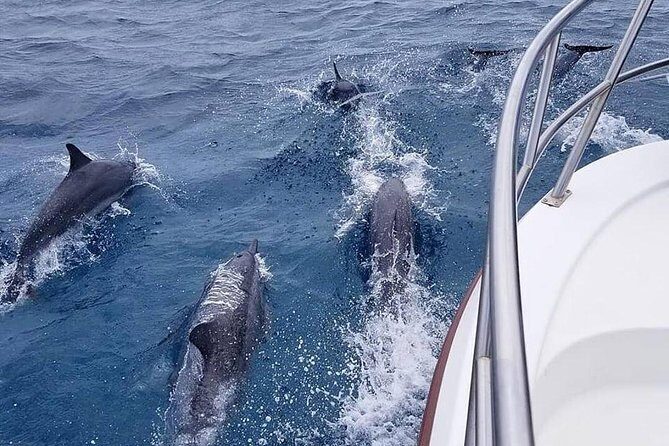 Tropical Reef & Wildlife Boat Snorkel Adventure - Dolphins, turtles, and the rest of the reef crew