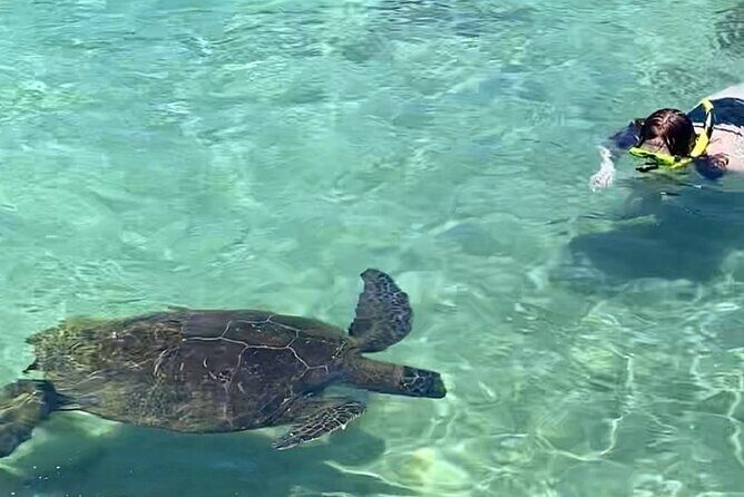 Tropical Reef & Wildlife Boat Snorkel Adventure - Snorkel gear, floatation devices, and snacks that keep you human