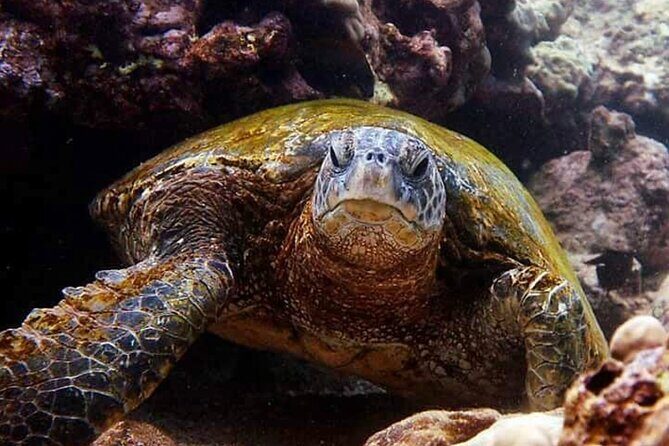 Tropical Reef & Wildlife Boat Snorkel Adventure - The two-hour plan: what you’ll feel at each stage