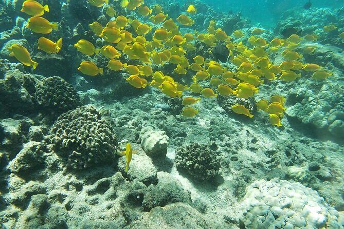 Two Reef Snorkel Trip-See Captain Cook Monument & Sea Caves - Key things to know before you go