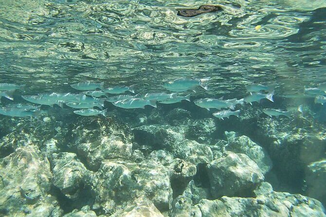Two Reef Snorkel Trip-See Captain Cook Monument & Sea Caves - Swim Requirements and Safety: Who This Tour Fits (and Who Should Skip It)