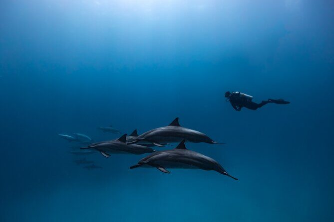 Two Tank Morning Reef Dive and Snorkel - Why Kona reef areas are such a good bet on the Big Island