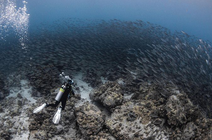 Two Tank Morning Reef Dive and Snorkel - Two tank sessions: better odds for comfort and wildlife moments