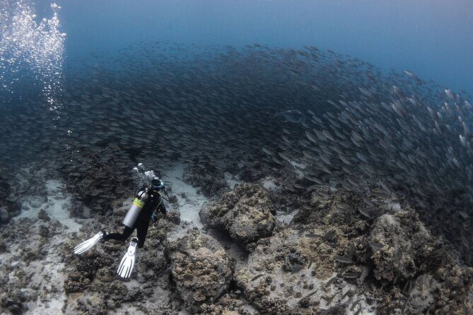 Two Tank Morning Reef Dive and Snorkel - Timing, pace, and what “moderate fitness” really means