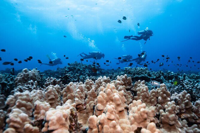 Two Tank Morning Reef Dive and Snorkel - Equipment reality: plan your rentals before the morning