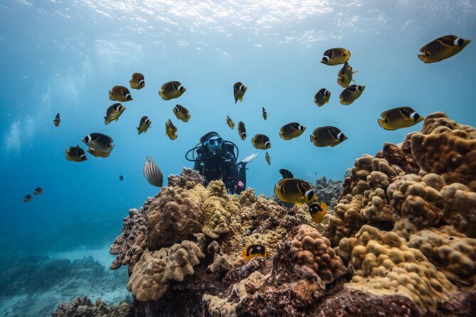 Two Tank Morning Reef Dive and Snorkel - How the mixed snorkeling and scuba format works