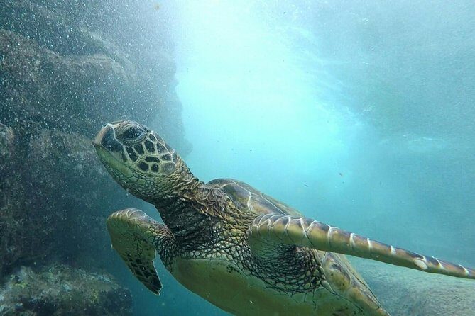 Ultimate Ocean Encounters Midday Snorkel - Key highlights you’ll feel right away
