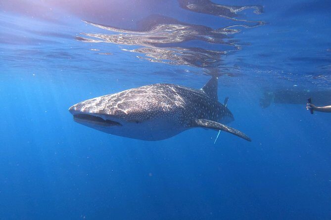 Ultimate Ocean Encounters Midday Snorkel - Why midday in Kona can be the smarter choice