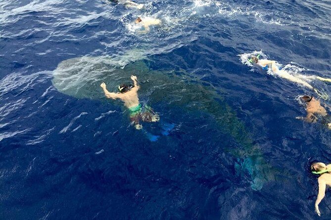 Ultimate Ocean Encounters Midday Snorkel - Safety, marine life rules, and the one big red flag you should know