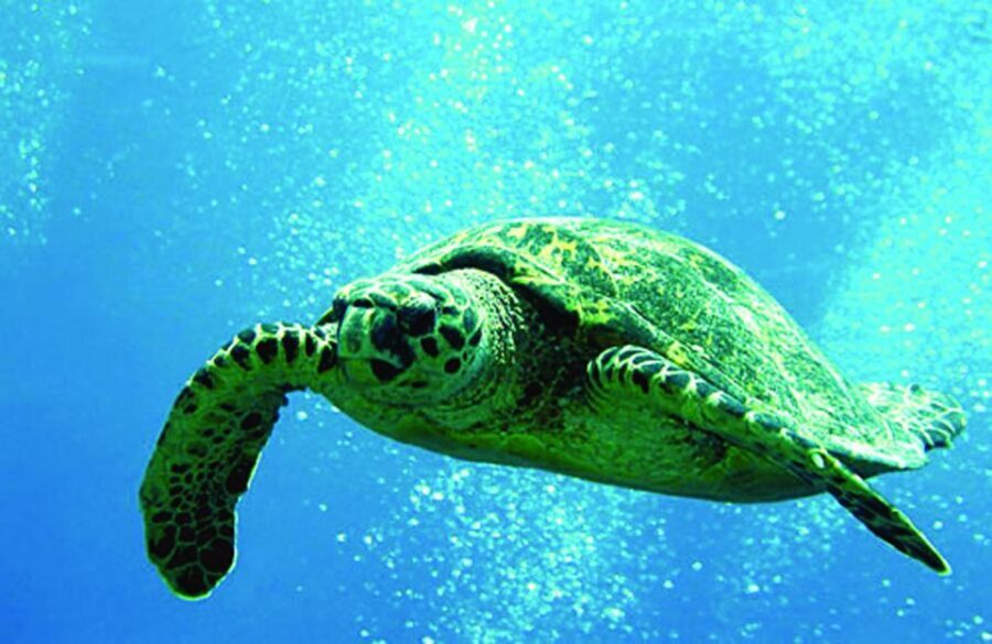 Waikoloa Catamaran Snorkel & Sail Adventure with Lunch - Key things that make this trip worth your time