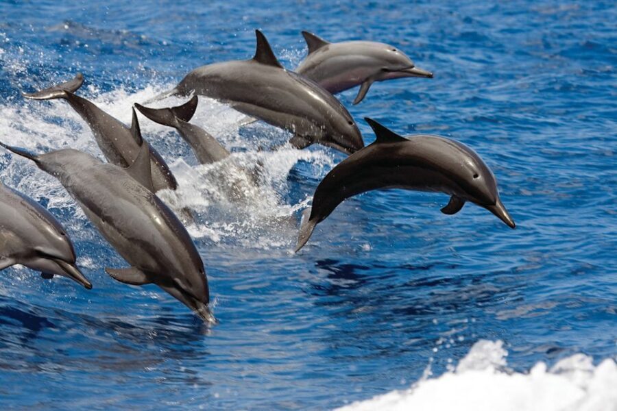 Waikoloa Catamaran Snorkel & Sail Adventure with Lunch - Anaeho‘omalu Bay to the Kohala Coast: The 3-Hour Flow
