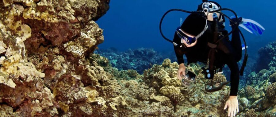 Waikoloa Catamaran Snorkel & Sail Adventure with Lunch - Snorkel Spot Reality Check: Sea Turtles and Reef Life You Can Actually See