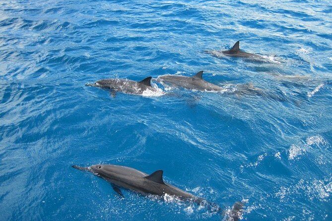 Waikoloa Catamaran Snorkel Sail Including Lunch - Key Things I’d Plan For